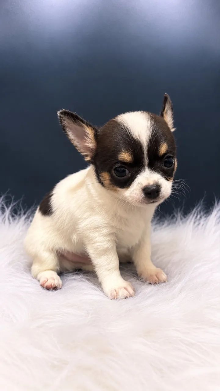 Chihuahua  - Foto 3