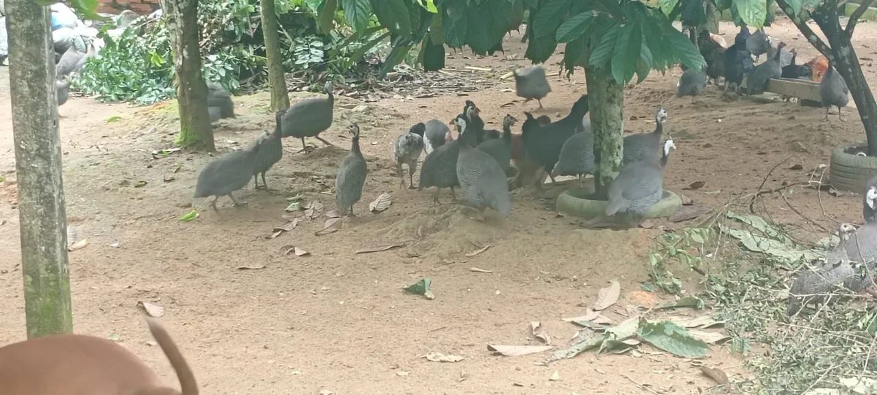 Galinha da angola  - Foto 5