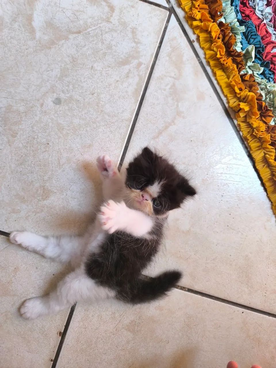 Filhote macho de persa. - Foto 3