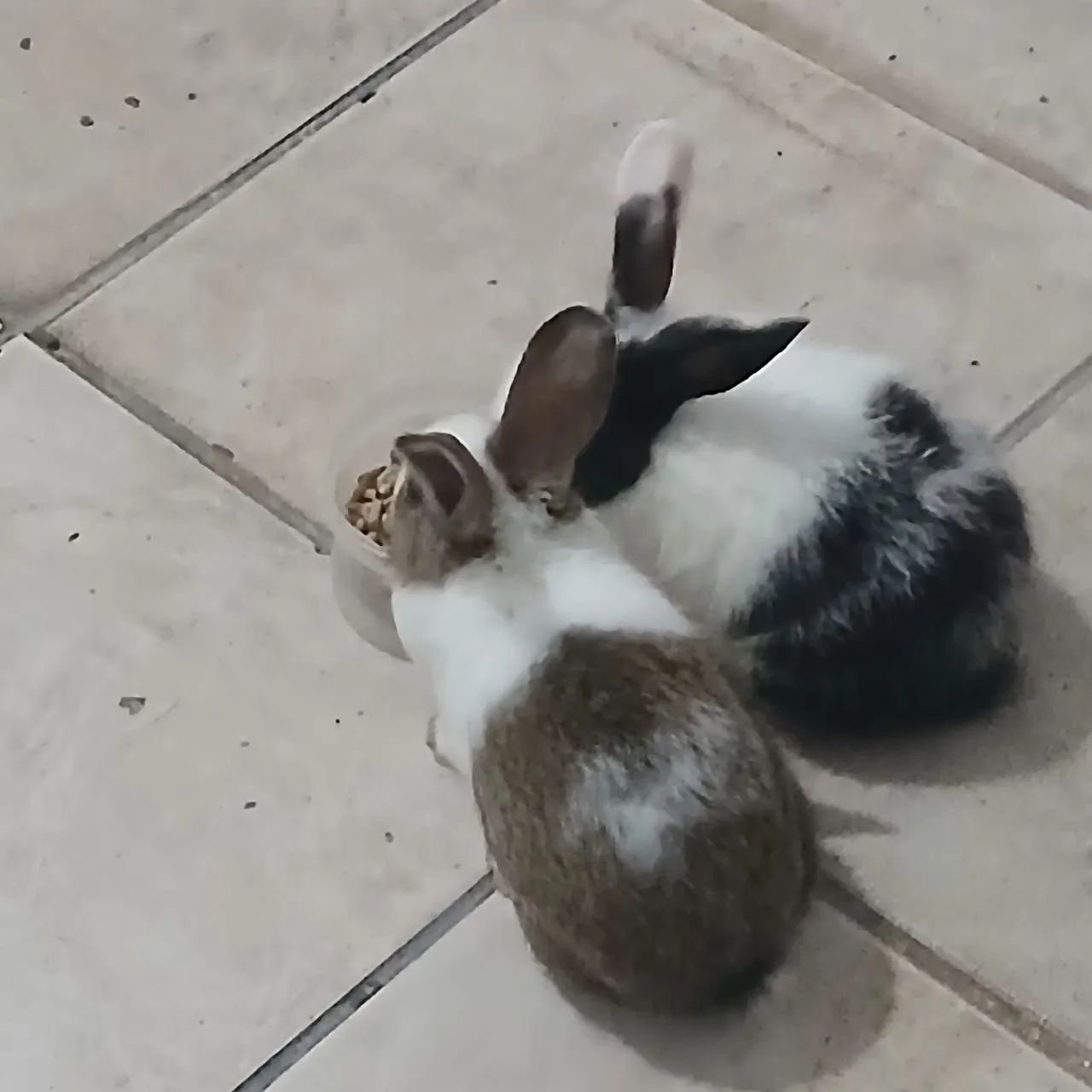 Coelhos - Foto 3