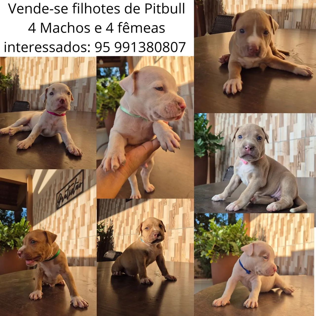 Vende-se filhotes de Pitbull 