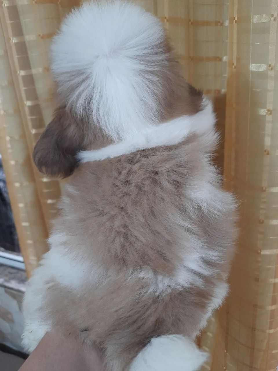Shih Tzu Macho Fígado com Branco  - Foto 4