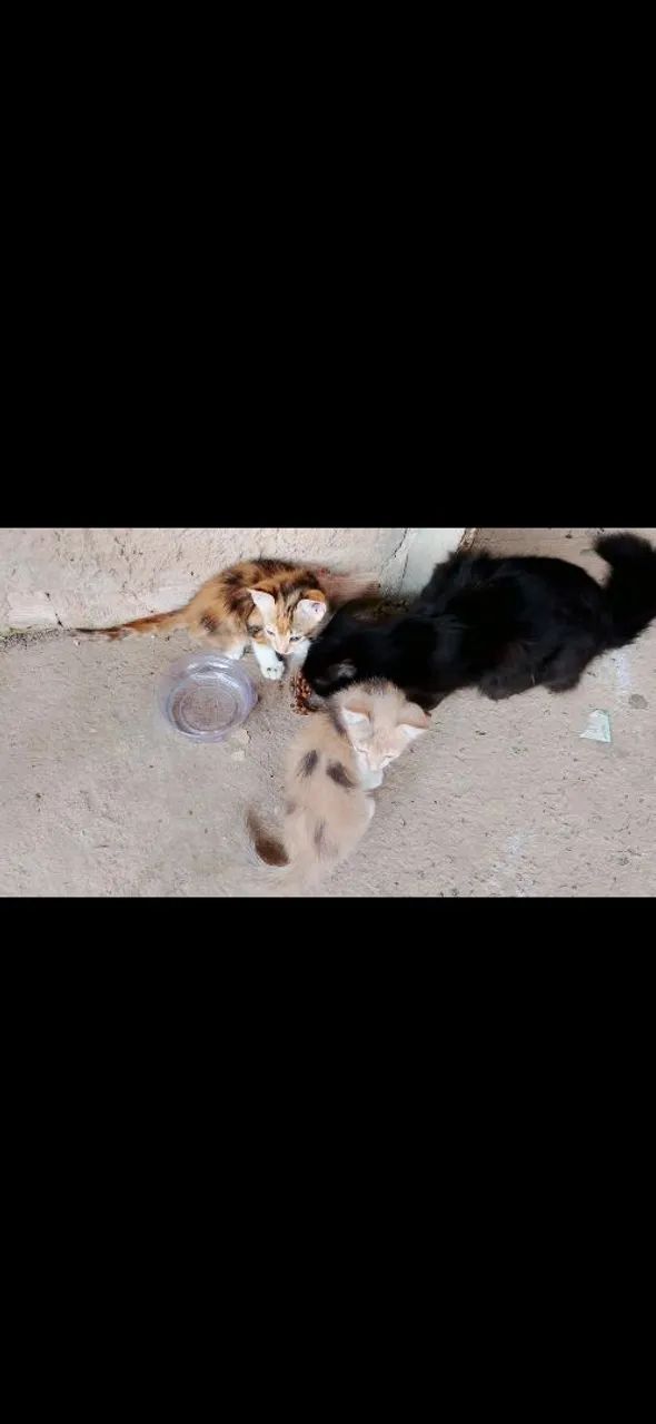 Doação de dois gatinhos 