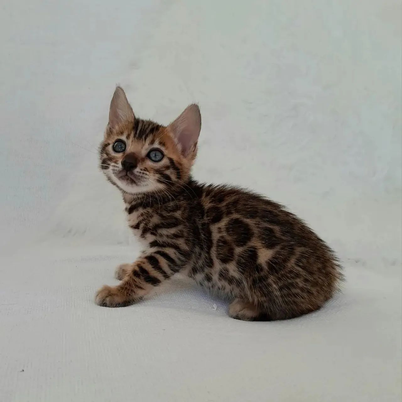 BENGAL CAT FILHOTES - Foto 2