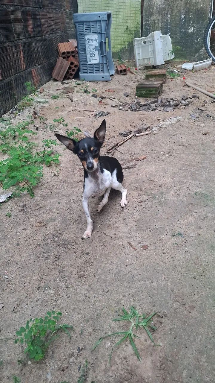 Pinscher 0 fêmea  - Foto 3