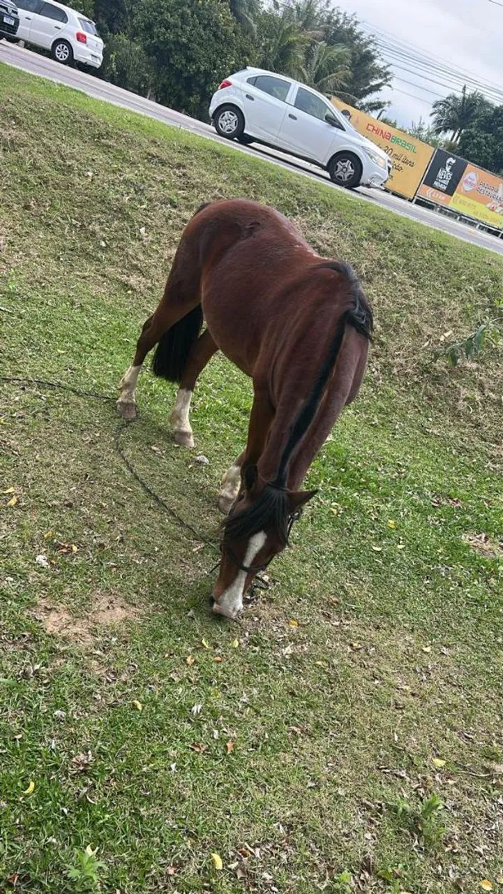 CAVALO CRIOULO 