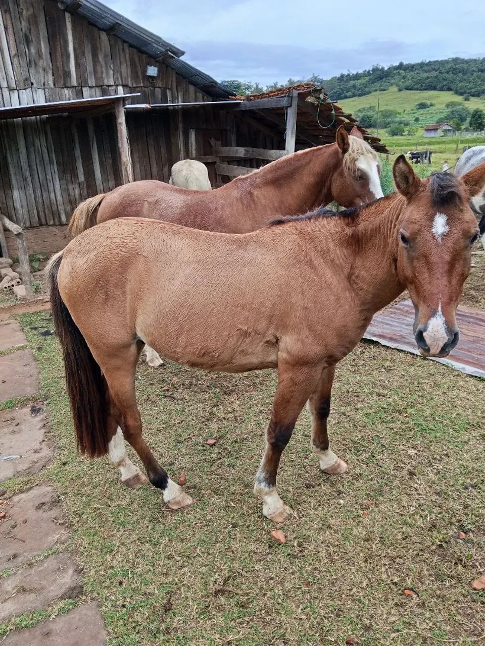 Potro petiço - Foto 4