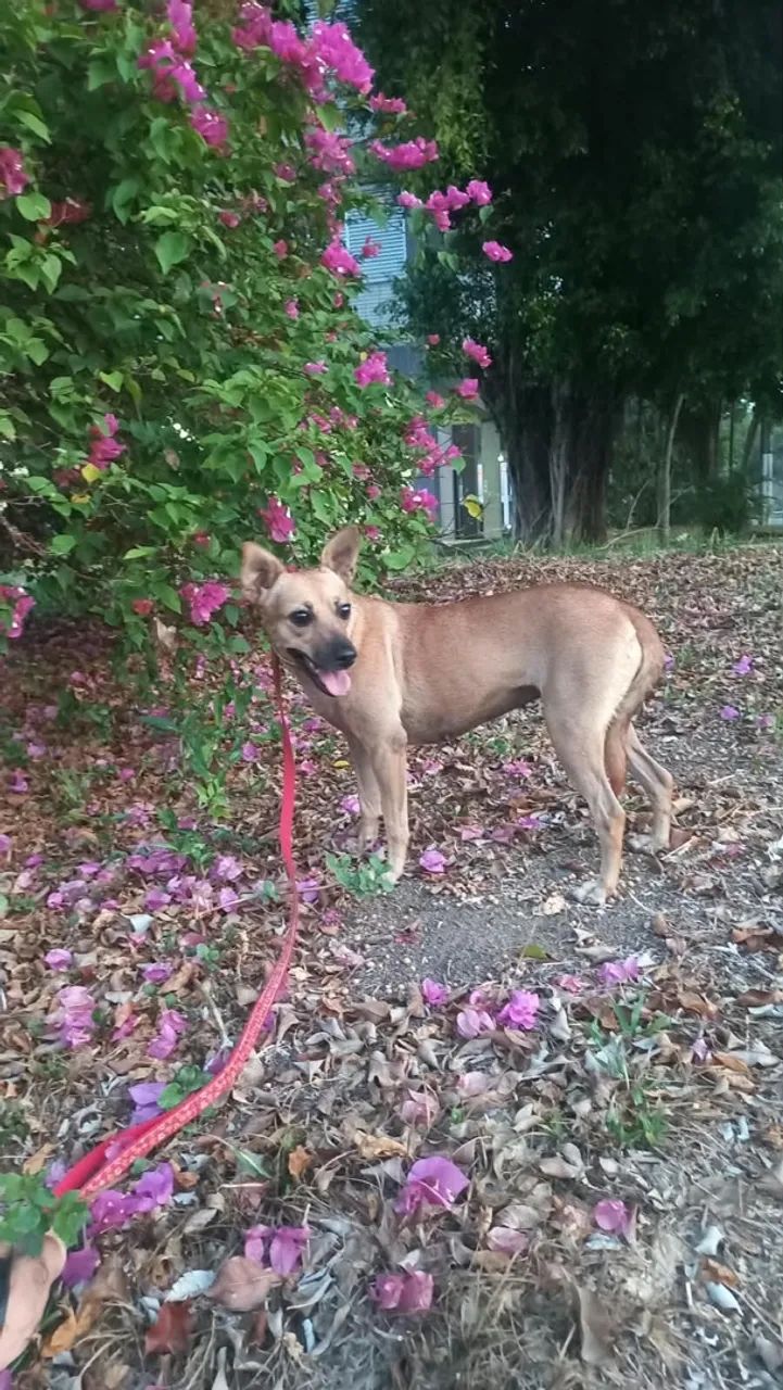 Adoção responsável  - Foto 3