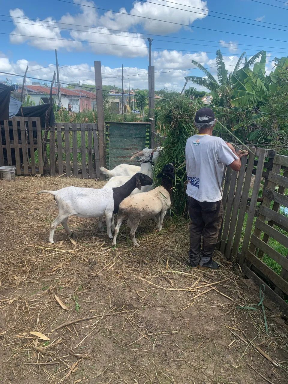 Agro e indústria 