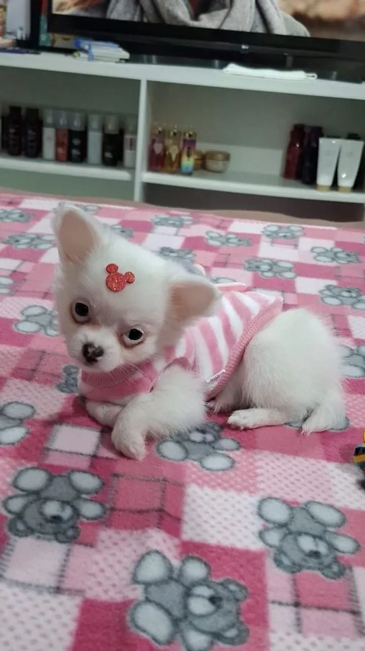 Fêmea de chihuahua  mini - Foto 2