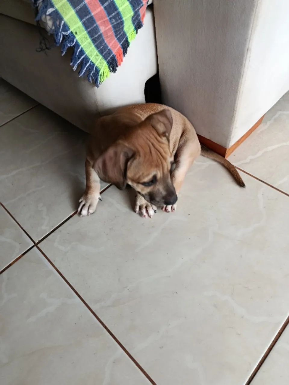 Filhotes pitbull - Foto 3