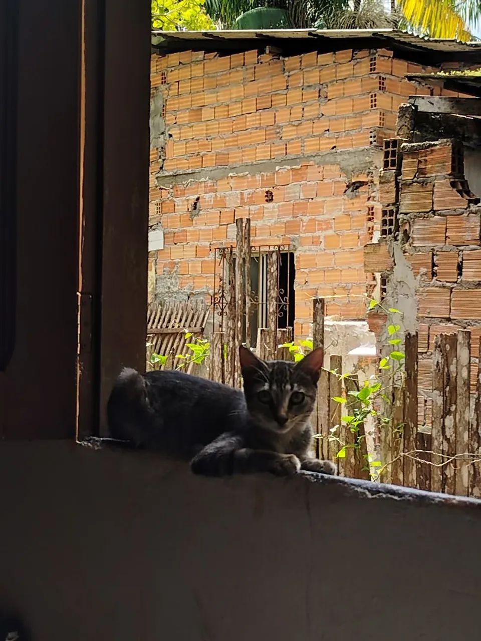GATINHA PARA DOAÇÃO RESPONSÁVEL  - Foto 3