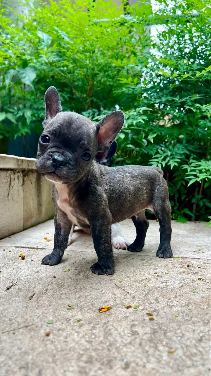 Buldogue francês   - Foto 3