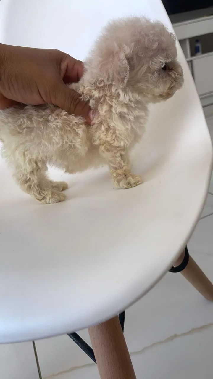 Poodle mini  - Foto 2