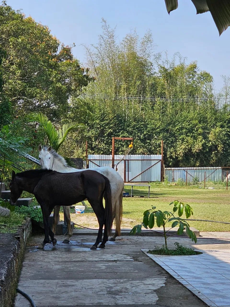 Vendo Cavalo e Égua  - Foto 5