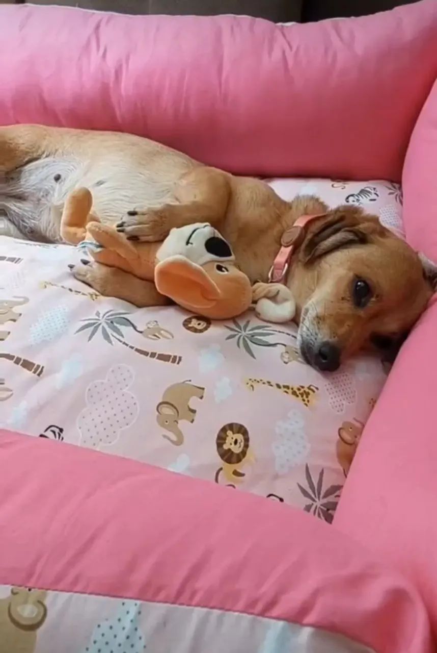Cama pet fácil de lavar com dois zípers  - Foto 3