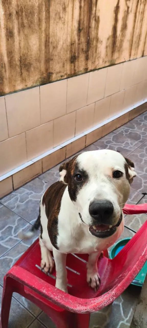 Doação  - Foto 4