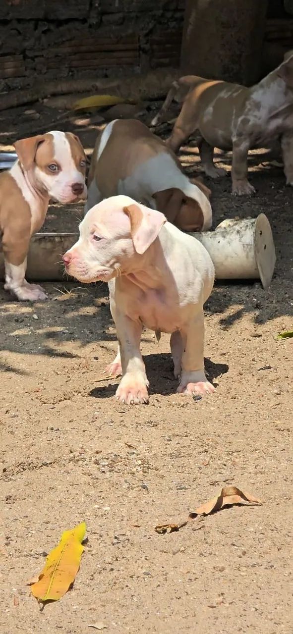 Filhotes de pitmonster com pedigree. - Foto 2