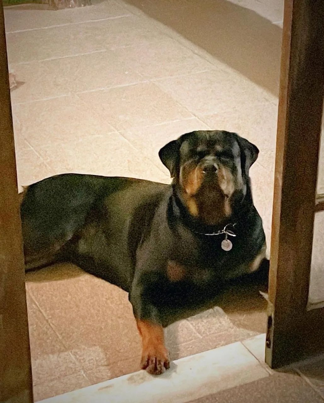 Filhotes Rottweiler com pedigree e microchip disponíveis  - Foto 5