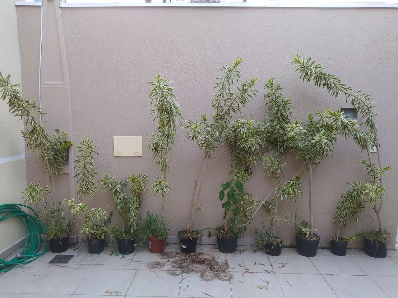 Pleomele Variegata - Foto 2