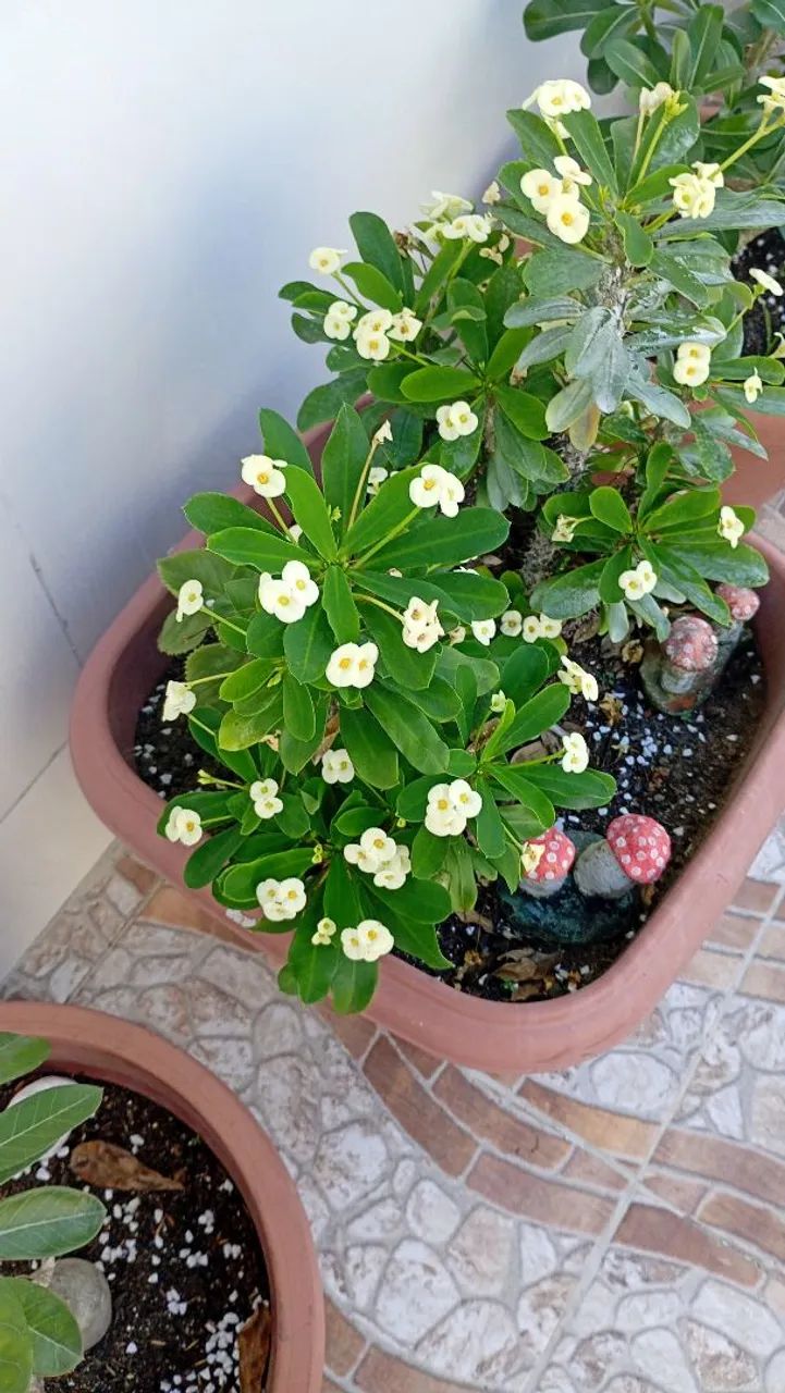 LÍRIOS DA PAZ E ROSA DO DESERTO  - Foto 4