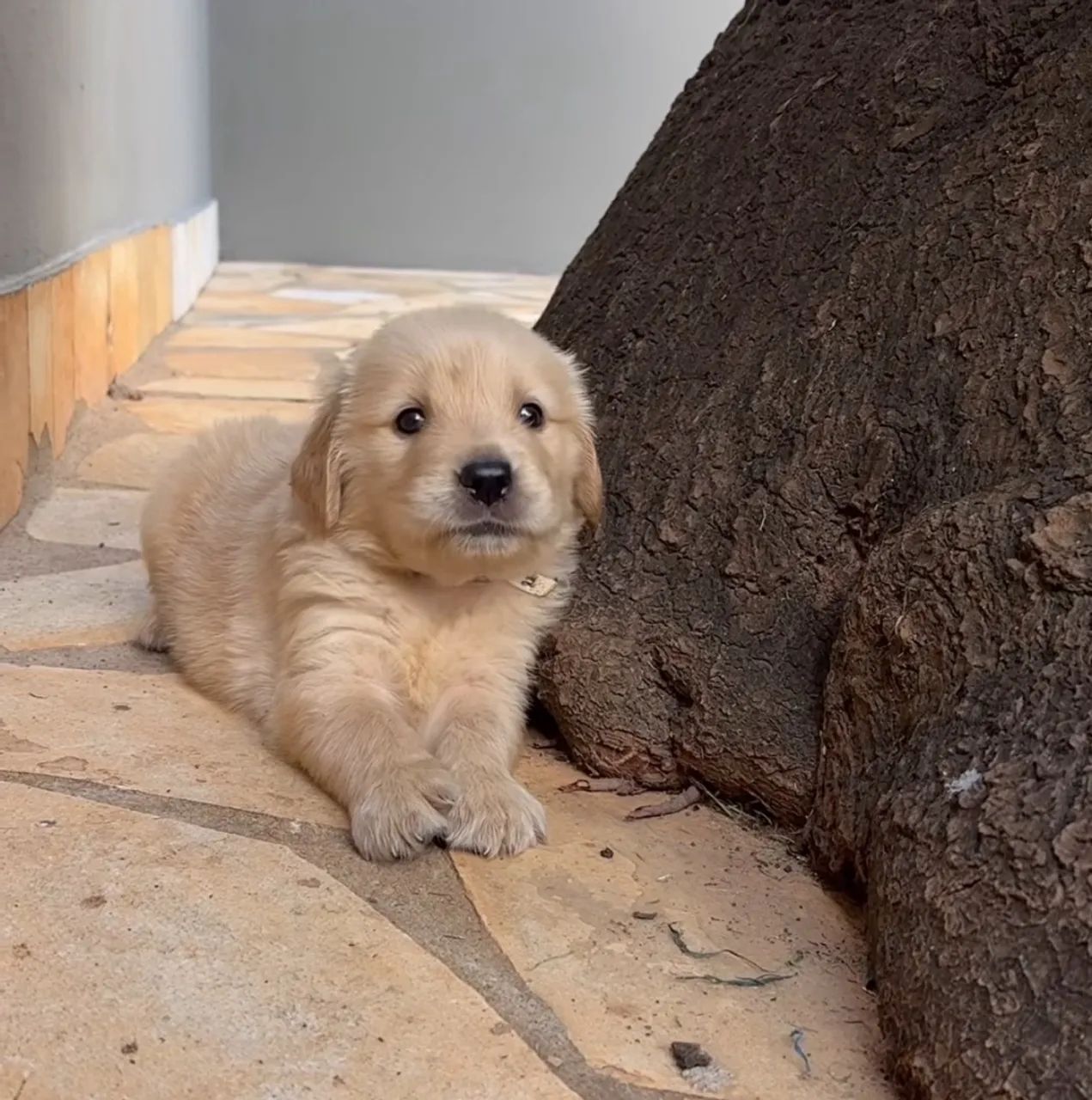 Golden Retriever  - Foto 3