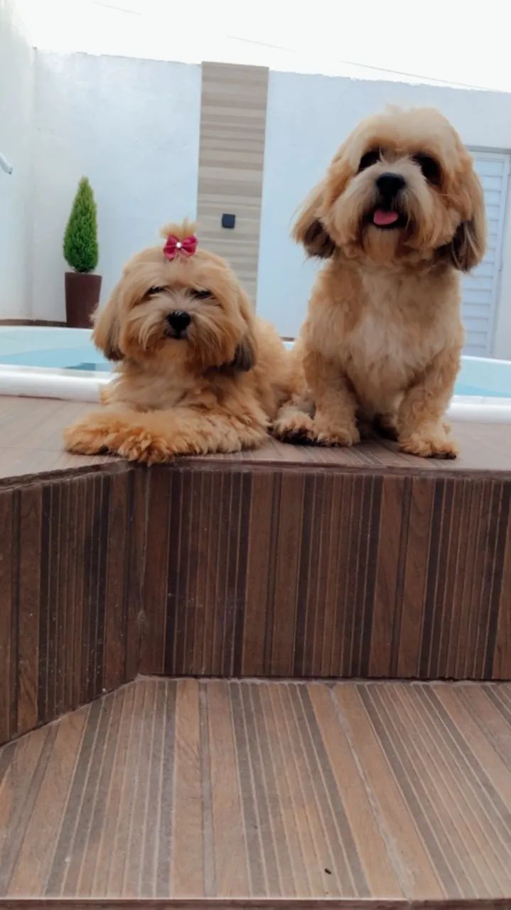 Filhotes lhasa apso - Foto 2