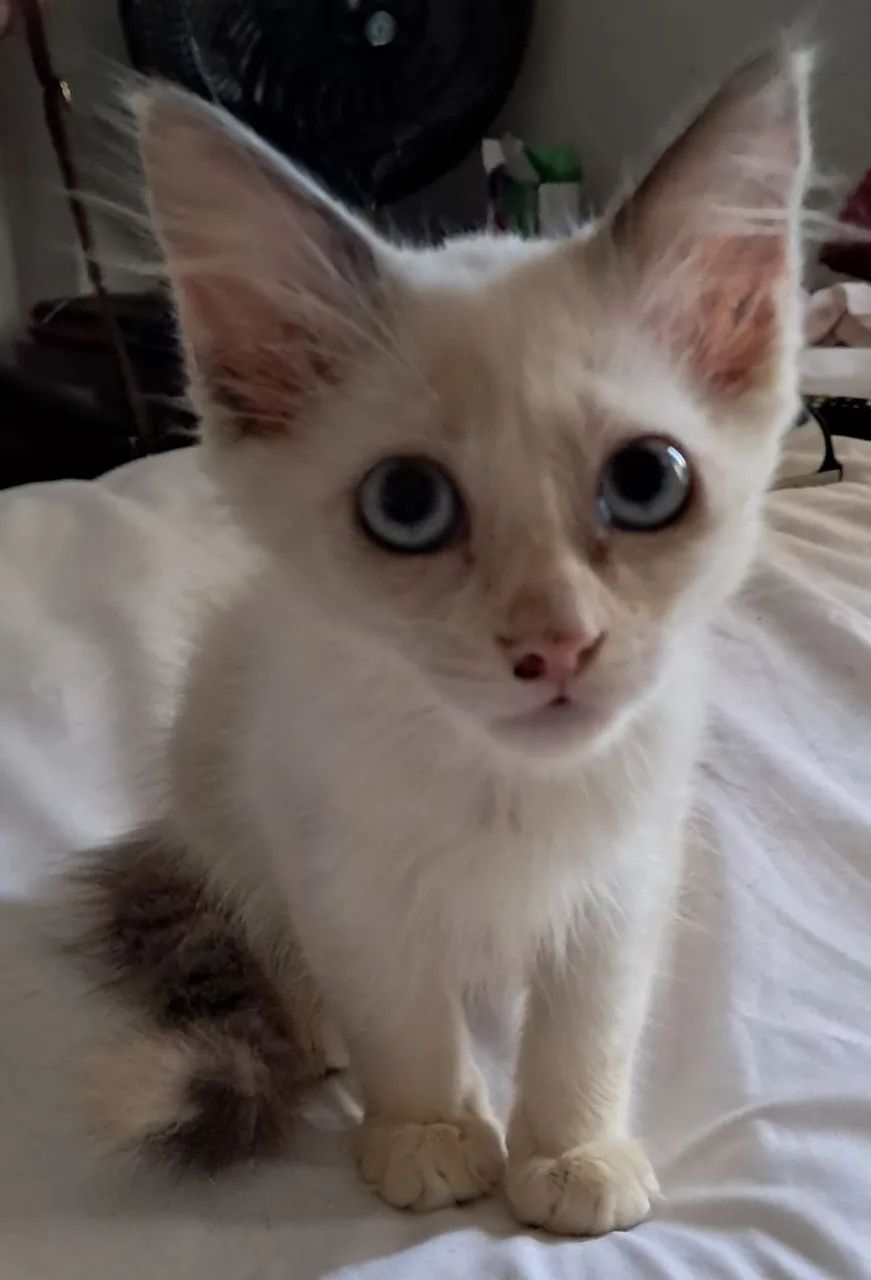 Gatinha para adoção 