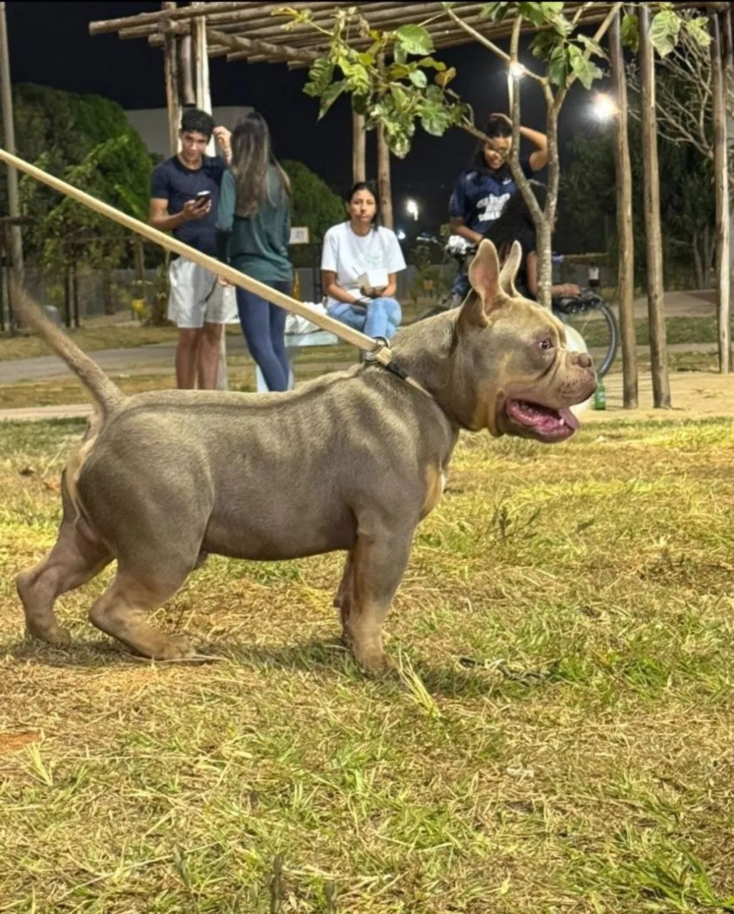 American Bully  - Foto 2