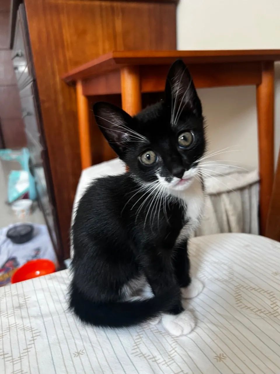 Doação: Gatos Filhotes Lindos - Foto 3