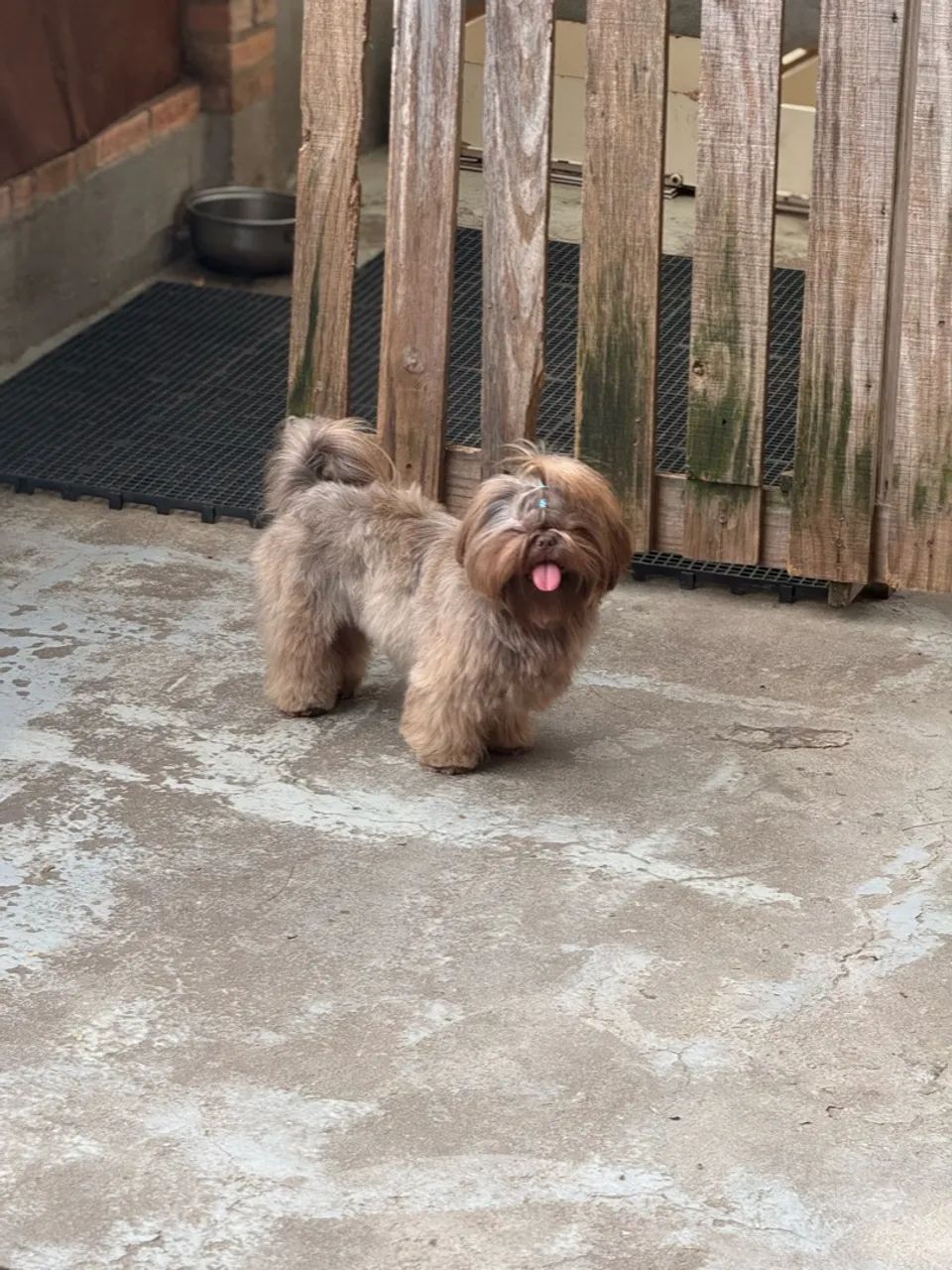 Shihtzu fêmea e macho  - Foto 4