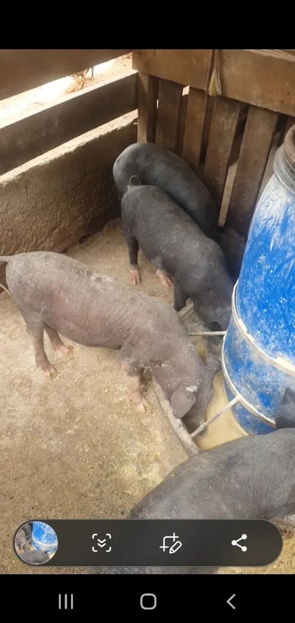 Vende-se porcos caipira 270 um pelo outro pra levar todos tenho 16 porcos  - Foto 2