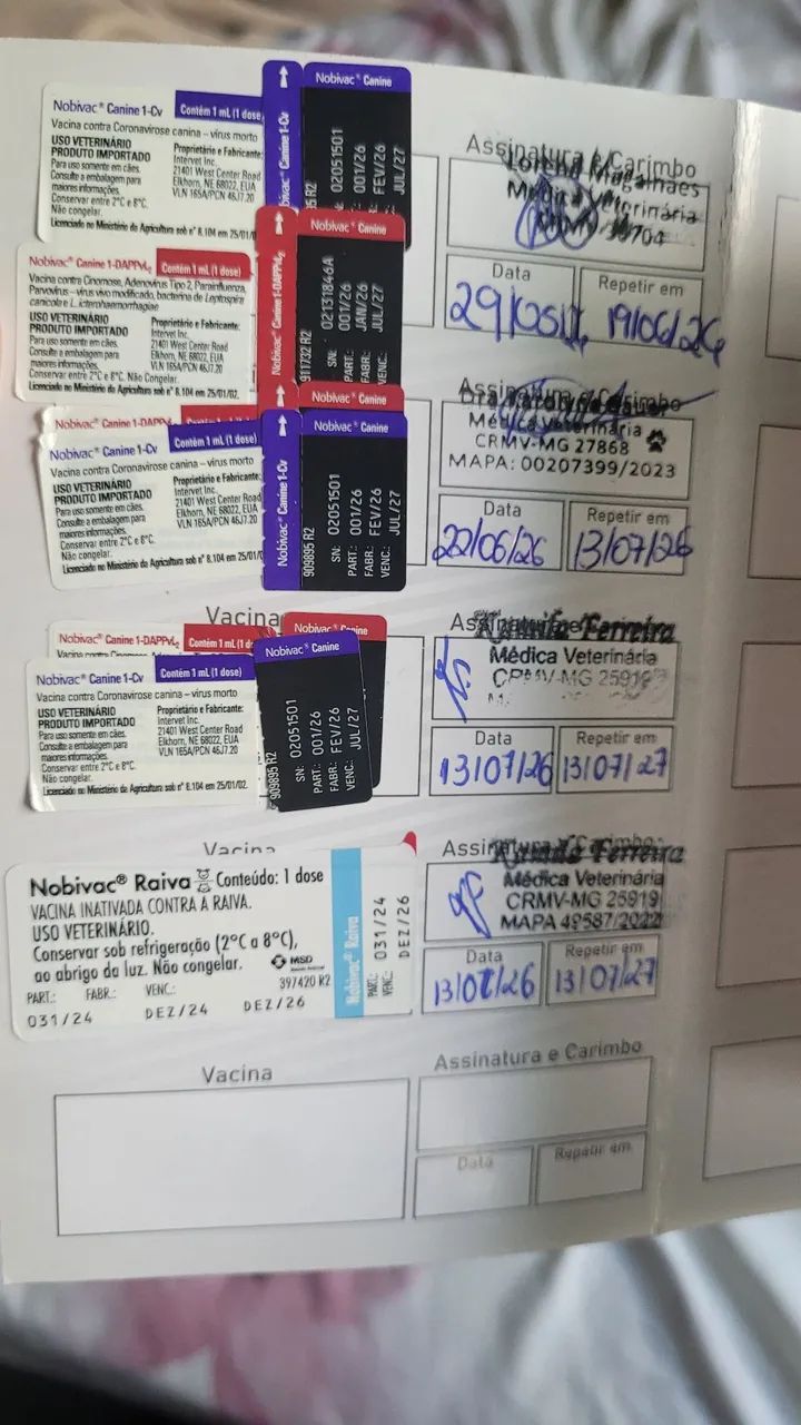 Adoção responsável  - Foto 4