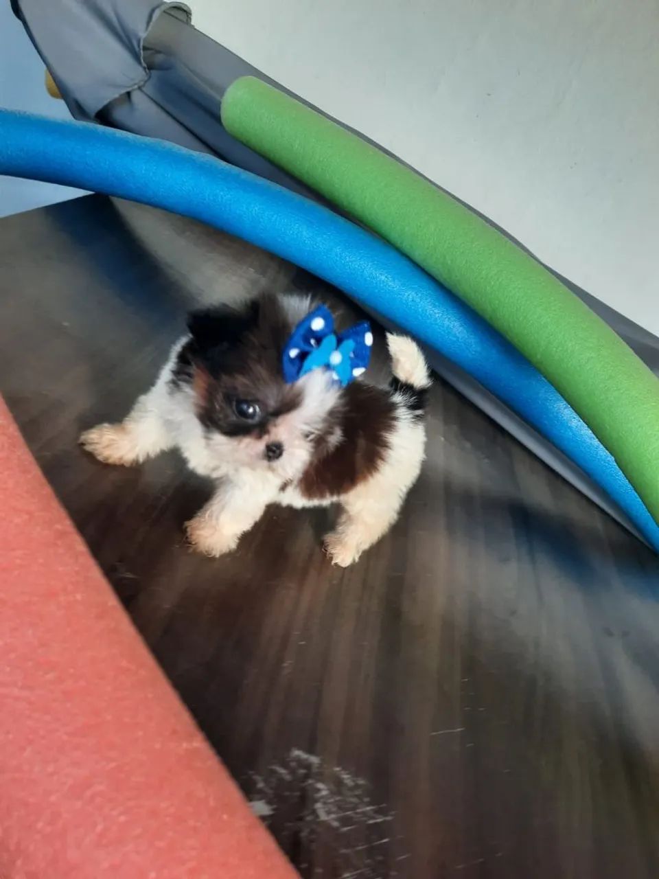 Vendo Shitzu fêmea micro ? - Foto 5