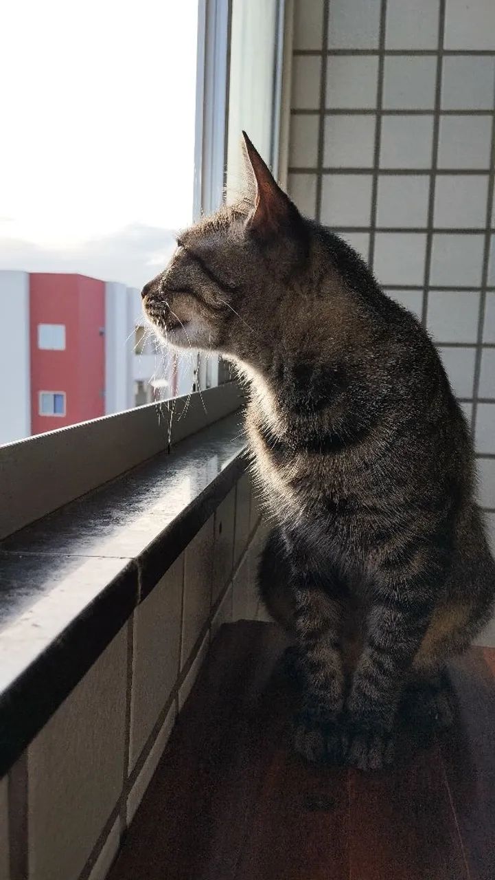 Gata para adoção - Ginga - Foto 4