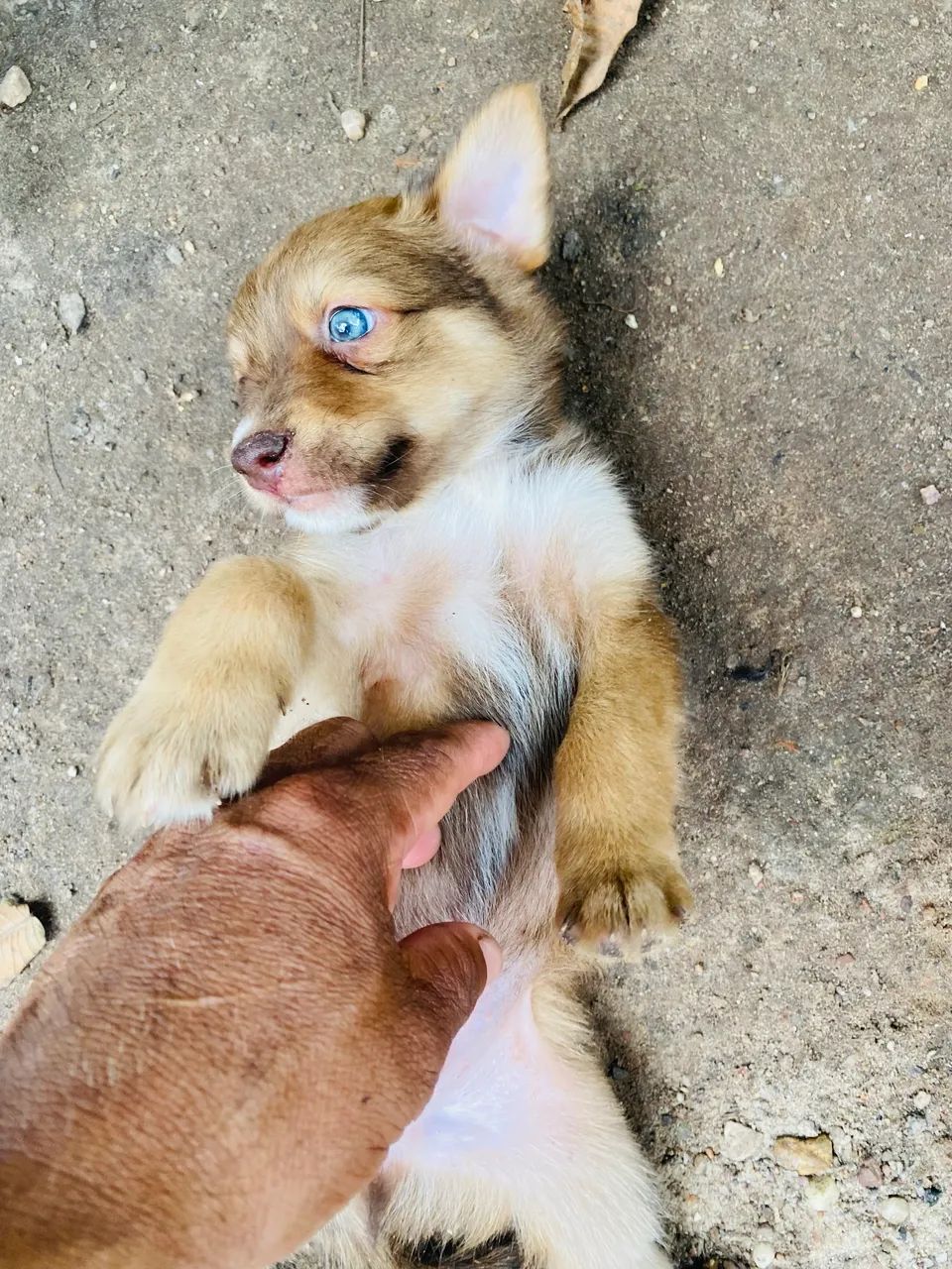 Golden com ransk siberiano  - Foto 4