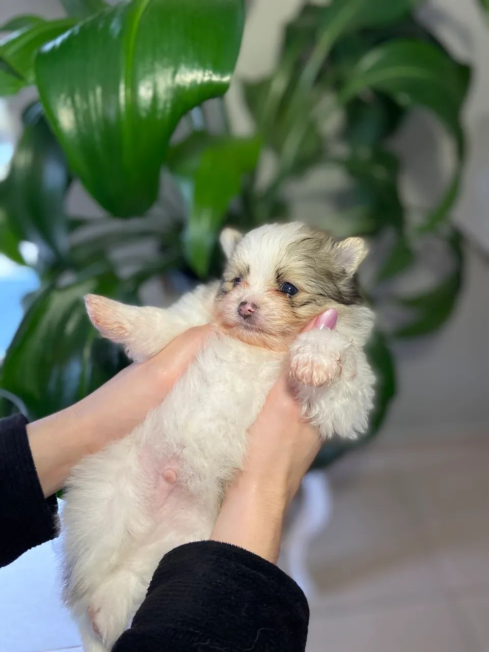 Lulu da pumerânea, spitz alemão  - Foto 2