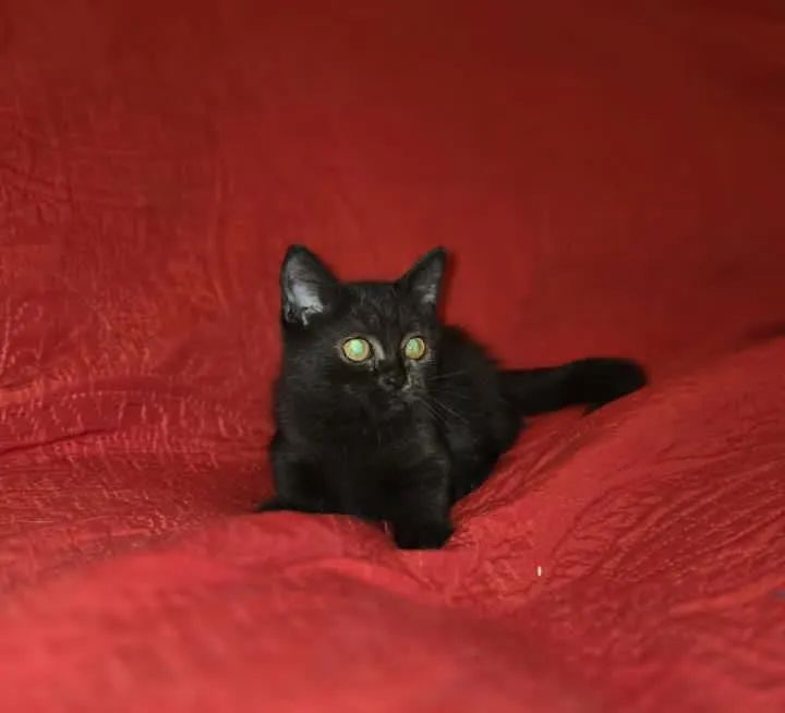 Munchking Middle Leg - Foto 2