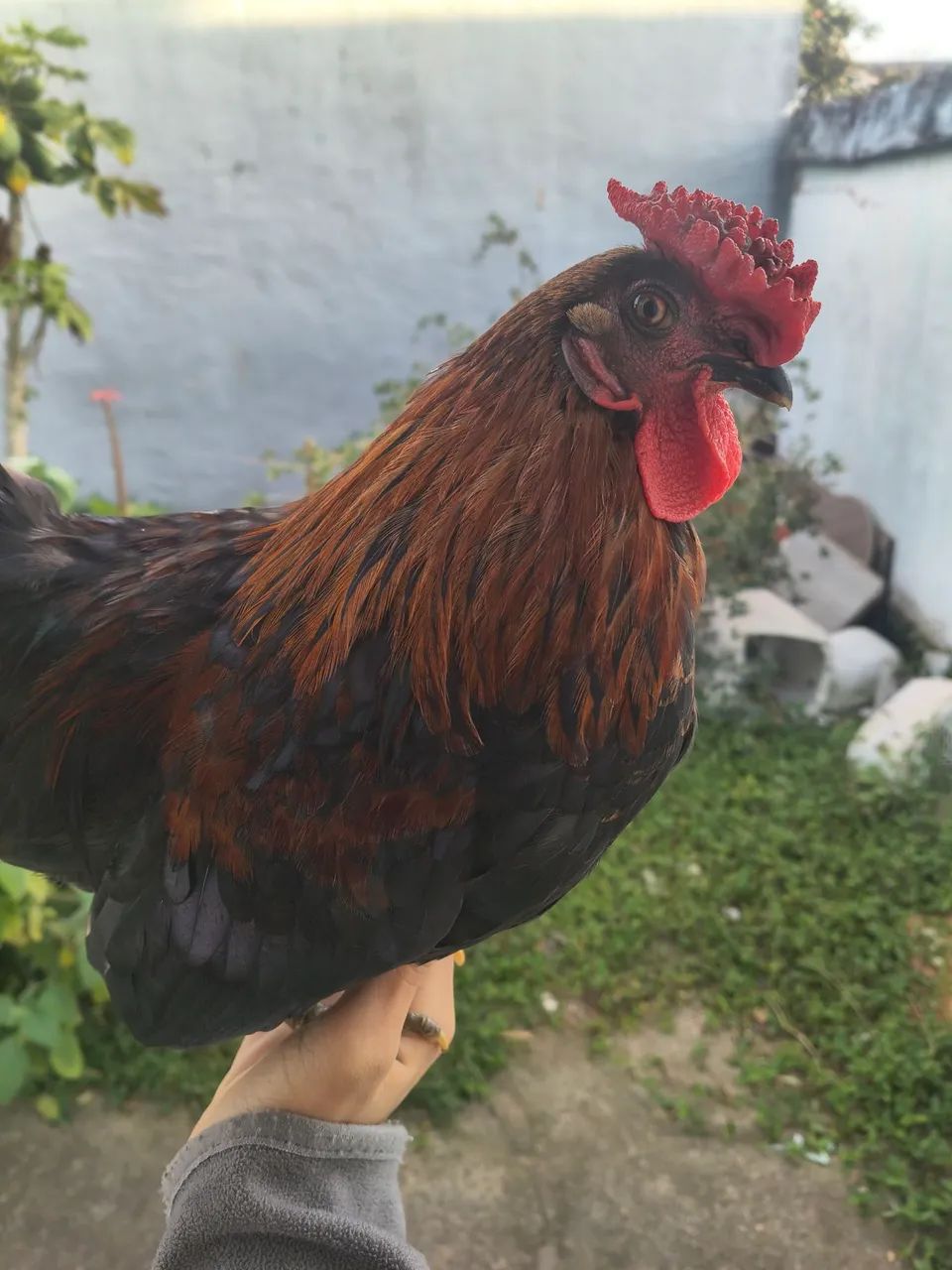 Garnisé a venda! - Foto 4