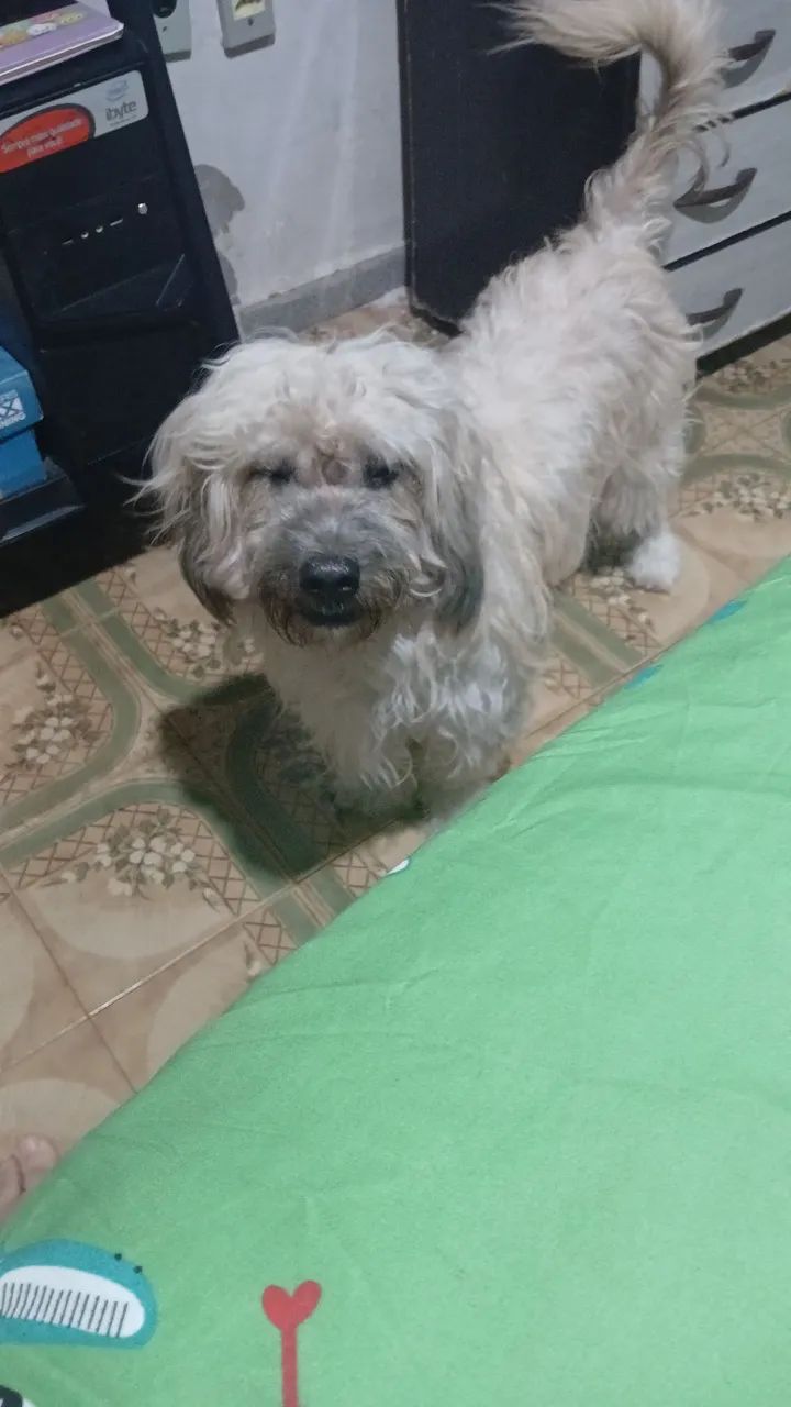 Vende-se Poodle Toy - Foto 4