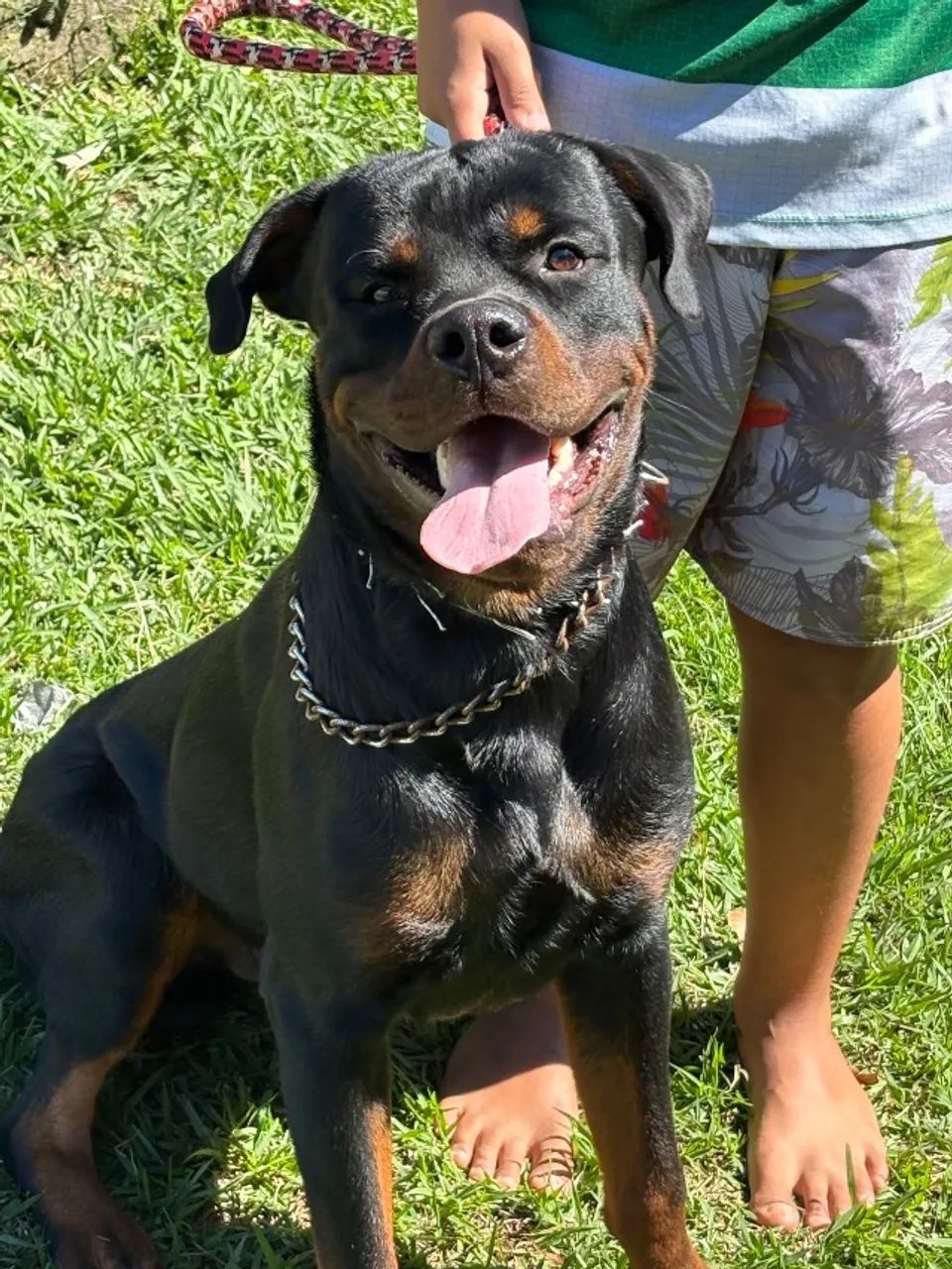 Cachorro - Foto 2