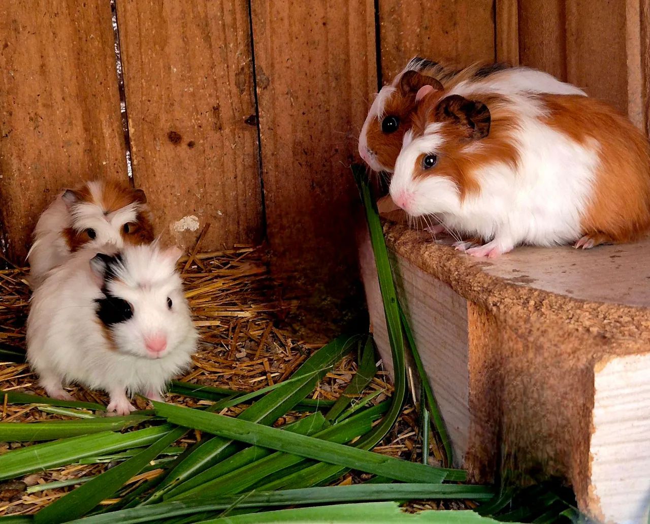 Porquinhos da Índia (raças variadas)