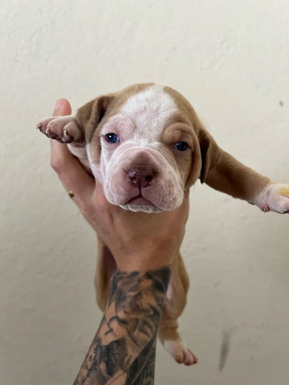 FILHOTES DE AMERICAN BULLY