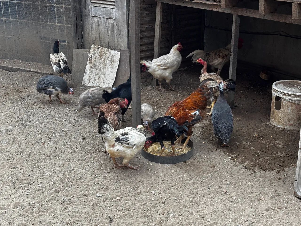 Galos e galinhas diversos. - Foto 3