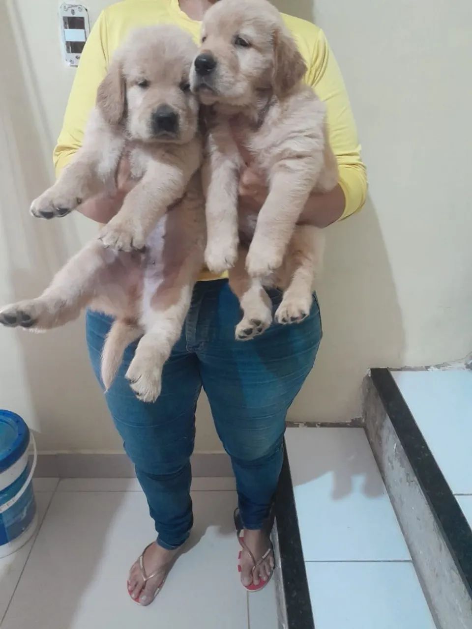 Golden Retriever 