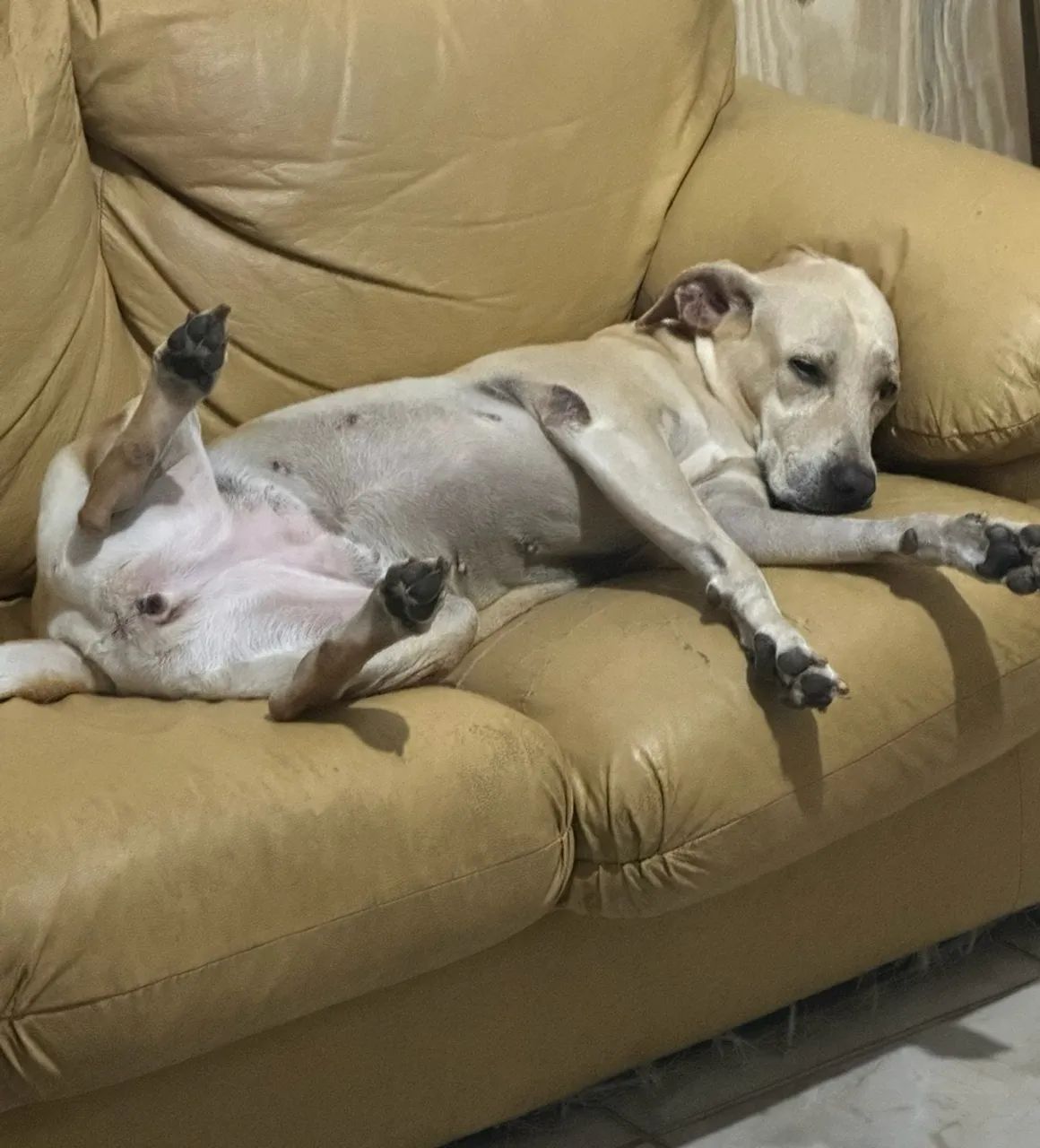 Mestiça Labrador 