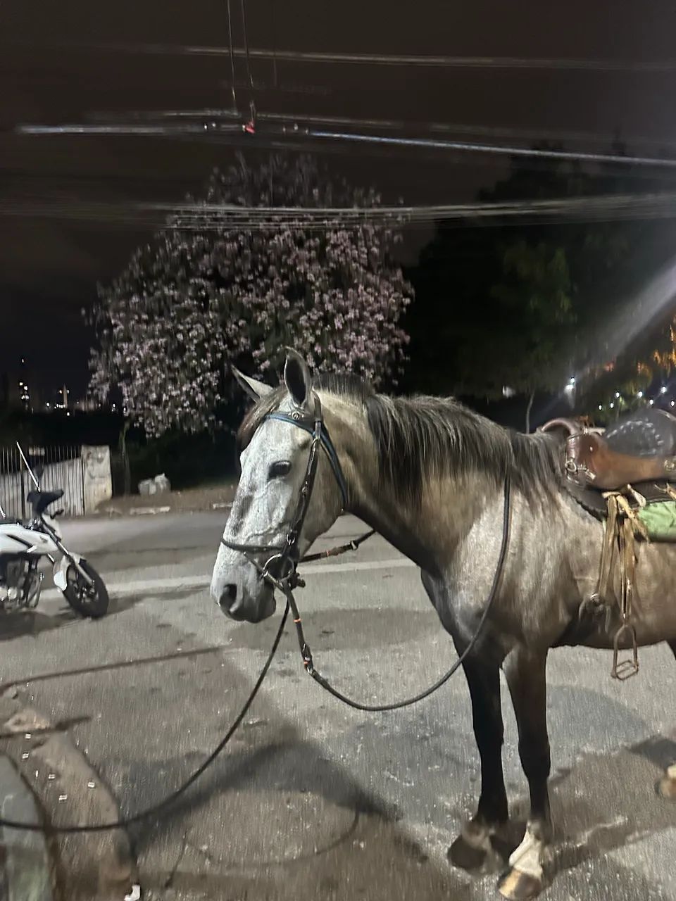 Cavalo