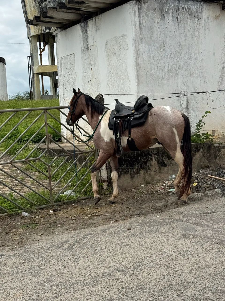 Potro Mangalarga  - Foto 2
