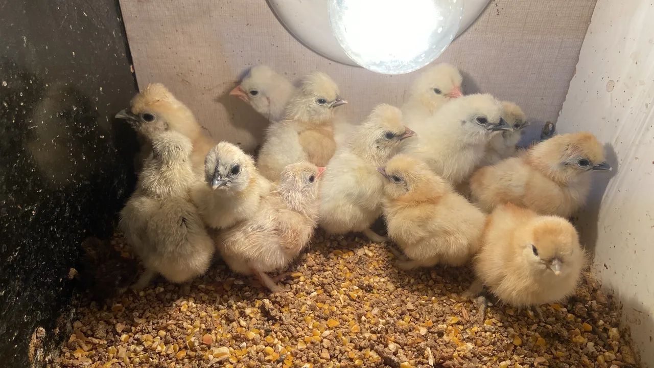 Sedosa do Japão  - Foto 5