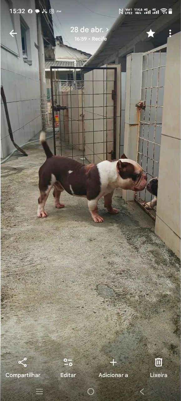 American Bully  - Foto 2